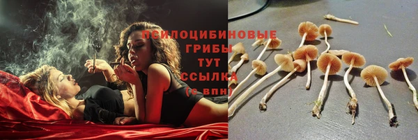 гидра Елизово